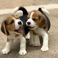 Cute Beagle Puppies Ready For Sale